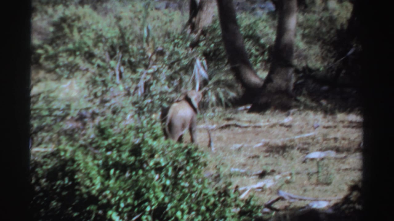 1969 Sudan 8mm frame with a small elephant moving through a shaded woodland clearing.