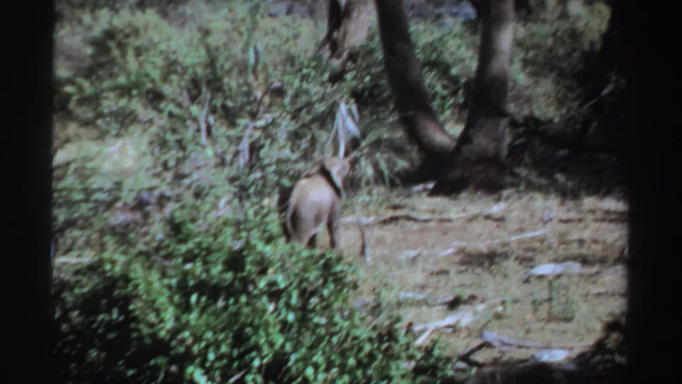 1969 Sudan 8mm frame with a small elephant moving through a shaded woodland clearing.