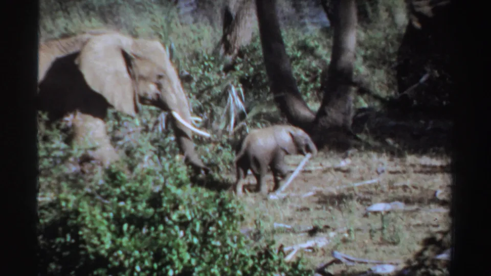 1969 Sudan 8mm frame showing an adult tusked elephant close behind a calf in wooded habitat.