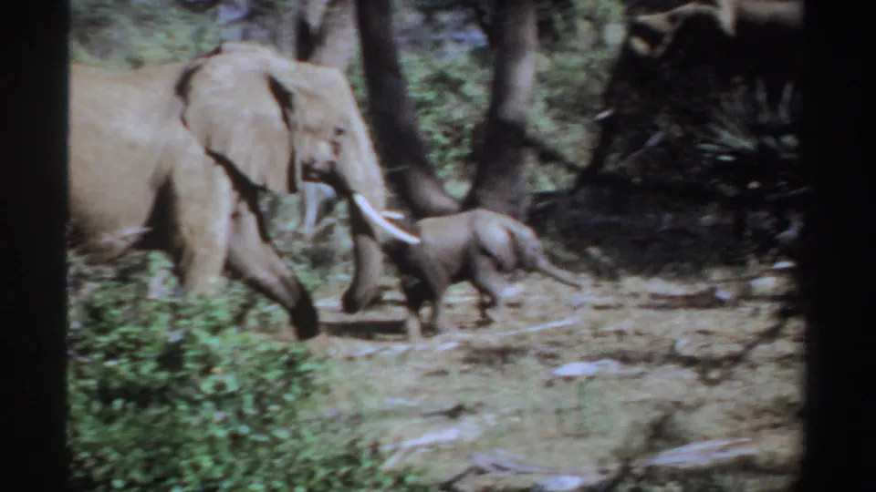 1969 Sudan 8mm frame showing a tusked adult elephant and calf traveling through trees and low brush.