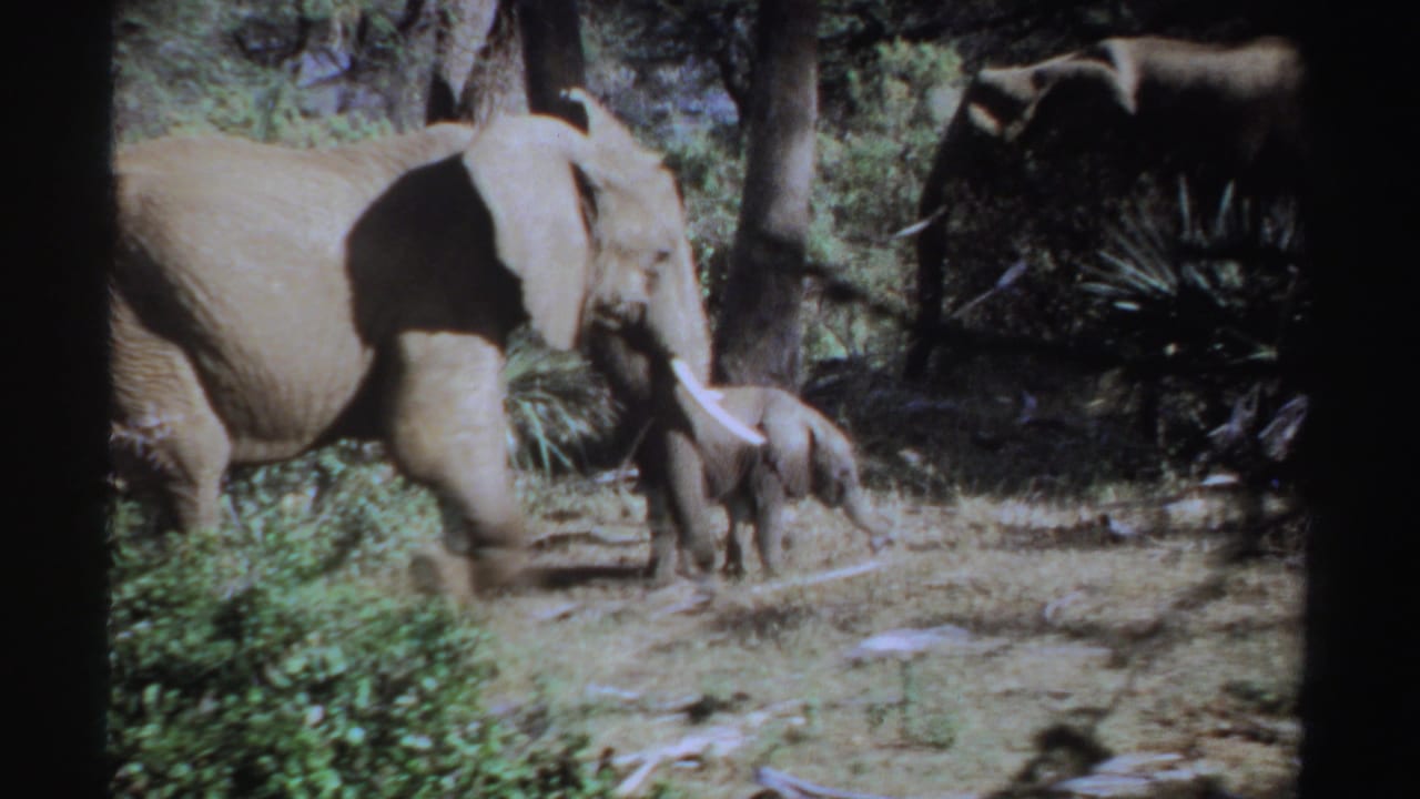 Adult elephant and calf walking through a wooded clearing with another elephant partly visible behind them.