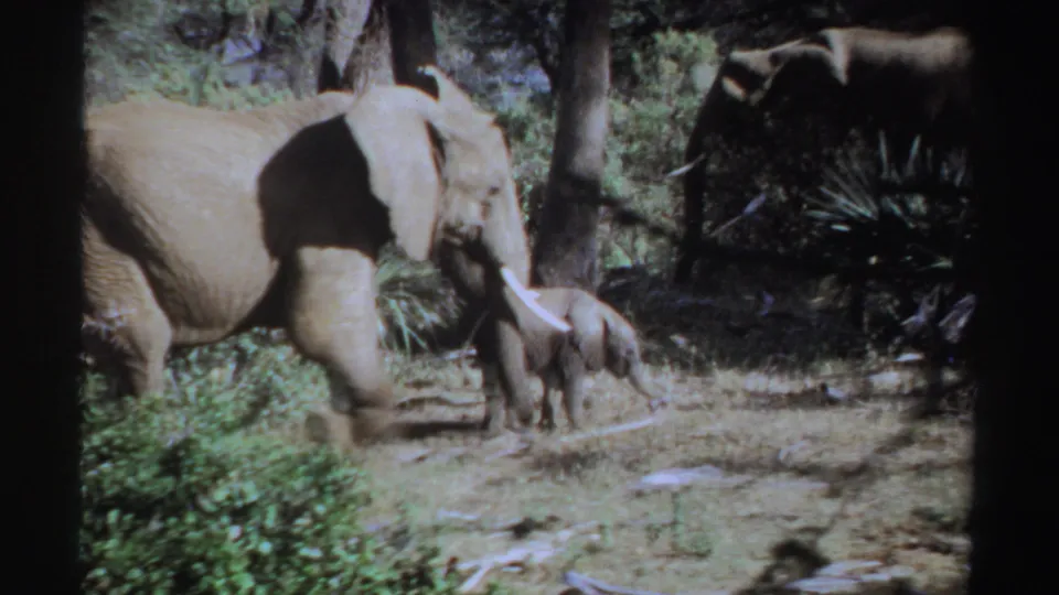 In metadata-supported 1969 Sudan footage, an adult elephant walks beside a calf through dry ground and shrubs, with another elephant in the background.