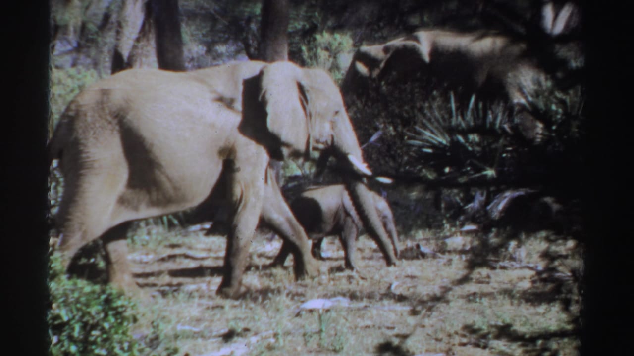 The adult elephant and calf continue across a wooded clearing in the Sudan wildlife footage, with shrubs, trees, and a darker elephant shape behind them.