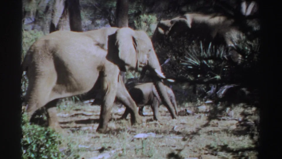 The adult elephant and calf continue across a wooded clearing in the Sudan wildlife footage, with shrubs, trees, and a darker elephant shape behind them.