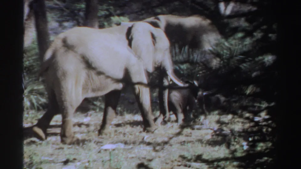 A grainy 8mm frame shows the adult elephant moving through a Sudan clearing while the calf remains near its legs among dry grass and shrubs.