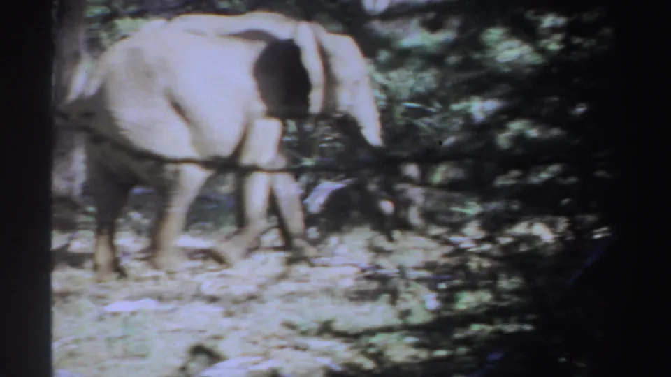 The adult elephant and calf are partly obscured by foreground branches as they continue through the wooded Sudan clearing in soft 8mm color.