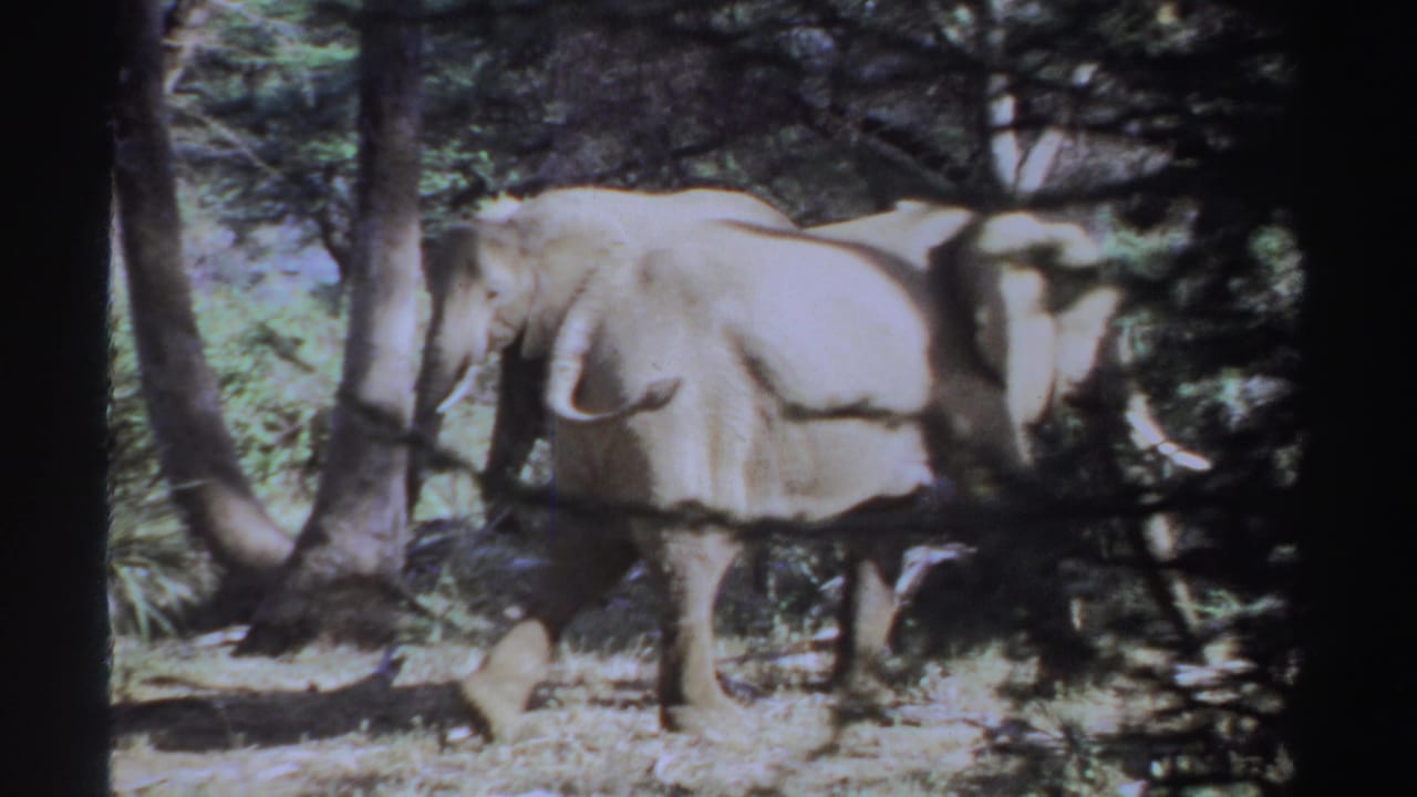 Two elephants stand among trees and brush in a sunlit wooded area.