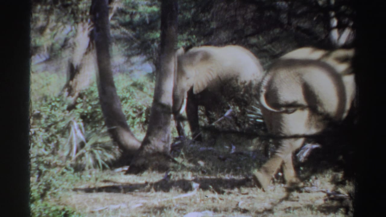 An elephant stands near trees while another is partly visible at the right edge.