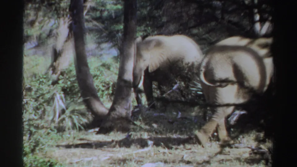 1969 Sudan 8mm frame with an elephant near tree trunks and a second elephant partly cut off at the right edge.