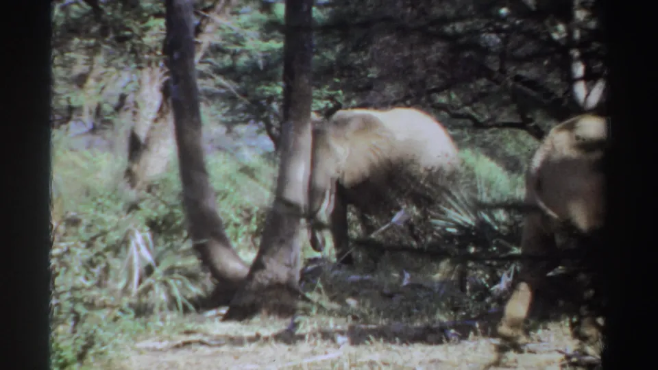 1969 Sudan 8mm frame showing an elephant in shaded brush with another elephant partly visible near the lower right.