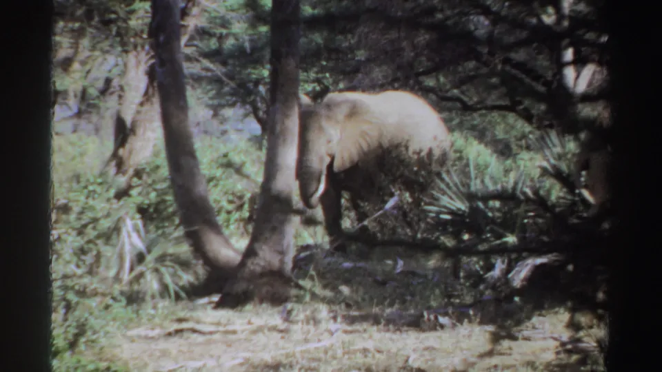 1969 Sudan 8mm frame showing an elephant beside trees and low vegetation in a bright outdoor clearing.