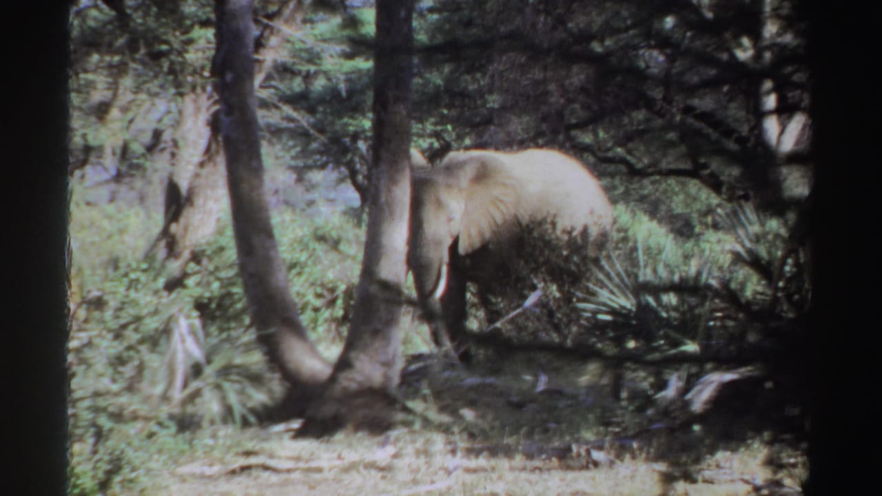 African elephant partly hidden behind trees and shrubs in a wooded savanna.