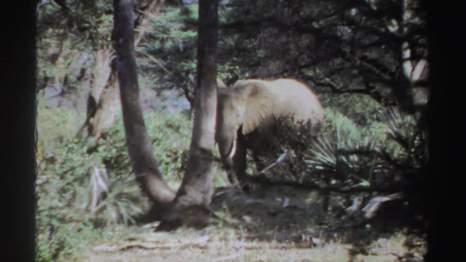1969 Sudan 8mm frame showing an African elephant partly obscured by tree trunks, shrubs, and dappled sunlight.