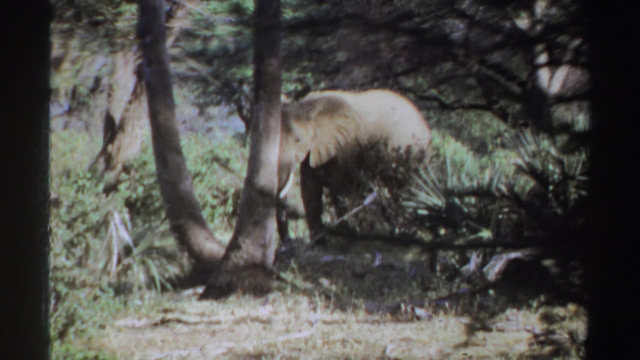 1969 Sudan 8mm frame with an African elephant partly screened by trees and dense savanna vegetation.