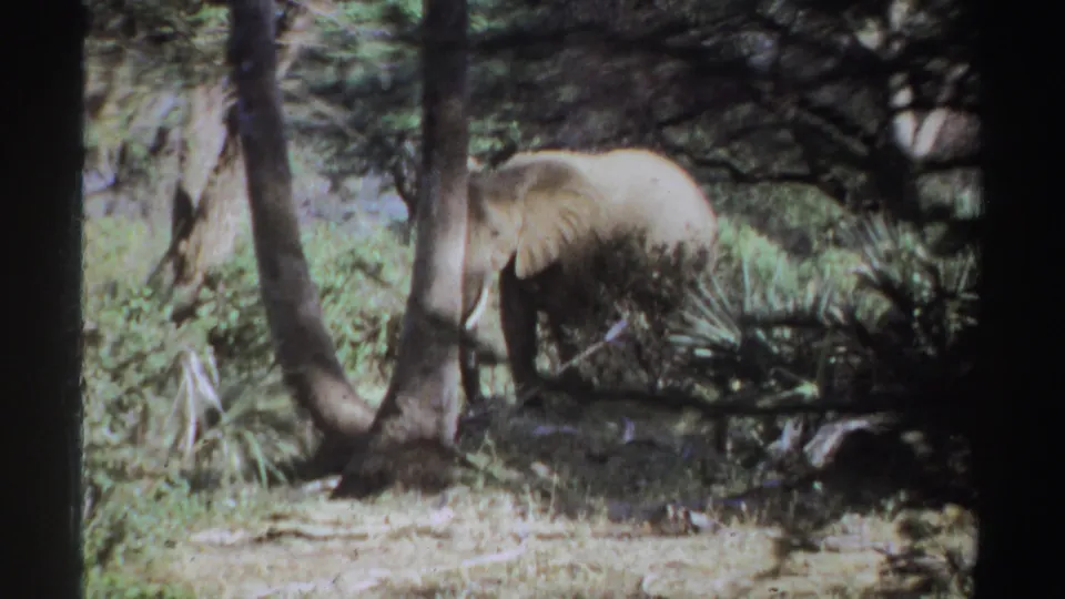1969 Sudan 8mm frame with an African elephant partly screened by trees and dense savanna vegetation.