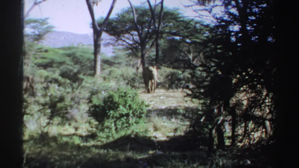 1969 Sudan 8mm frame showing a distant African elephant in a wooded savanna clearing with a pale hill in the background.