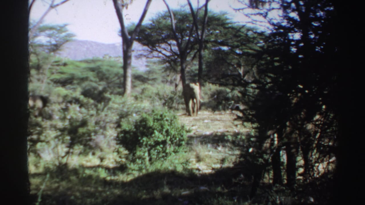 Elephant standing in a sunlit savanna clearing among trees and shrubs.