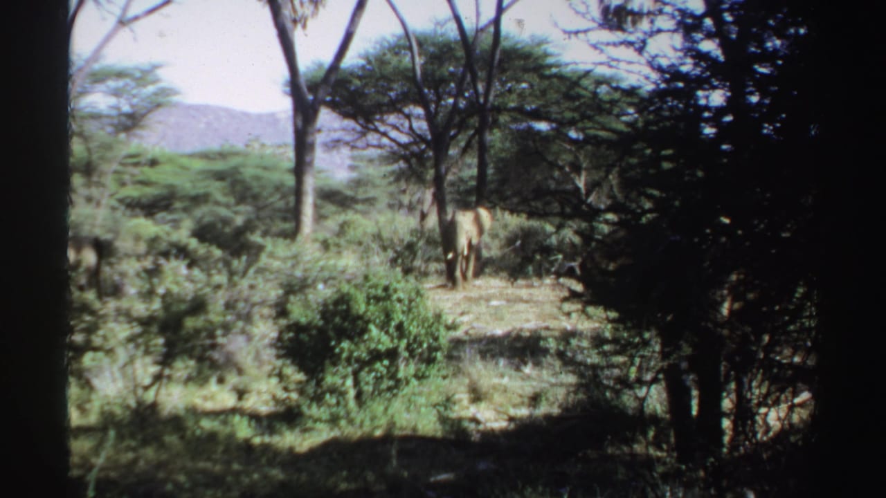 Elephant near trees in brushy savanna with hills in the distance.