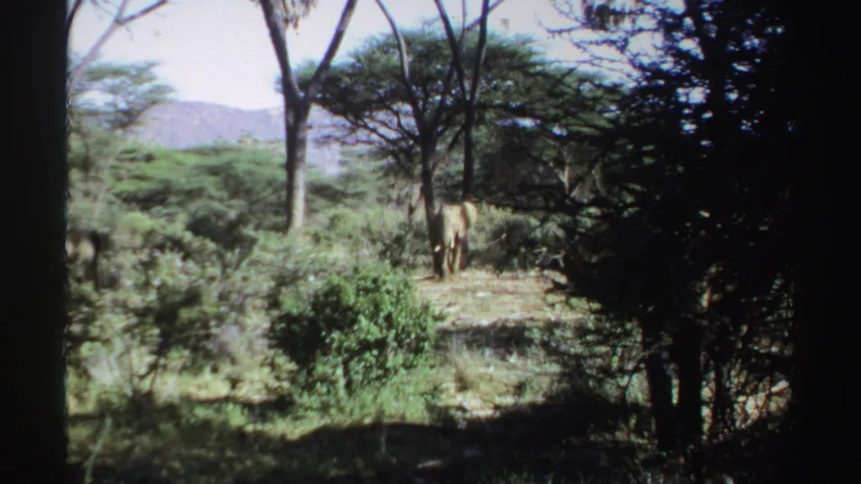 1969 Sudan home-movie frame of an elephant moving slowly near acacia-like trees and shrubland.