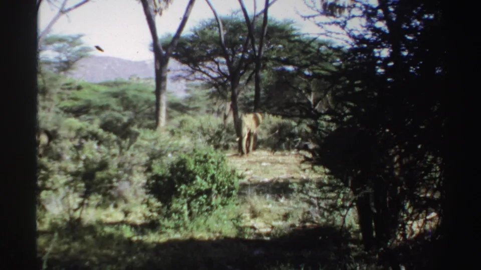 1969 Sudan 8mm still with an elephant walking through scrub and trees under a bright sky.