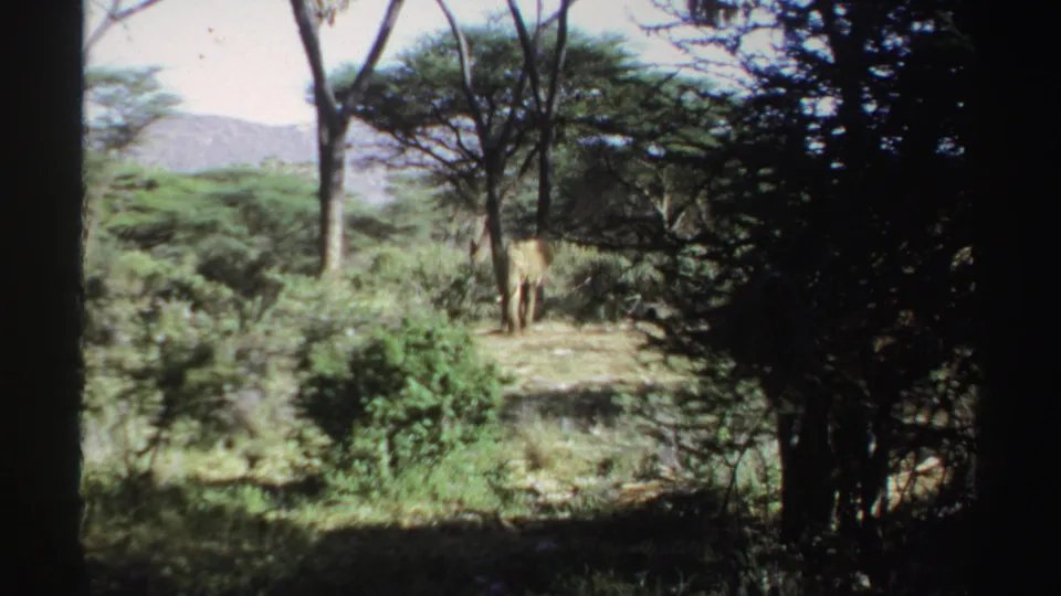 1969 Sudan frame showing an elephant near the right side of a wooded savanna clearing.