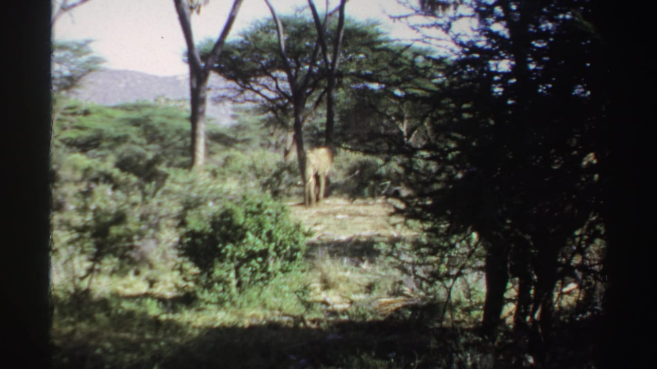 Elephant partly obscured by shrubs and trees in a sunny savanna clearing.