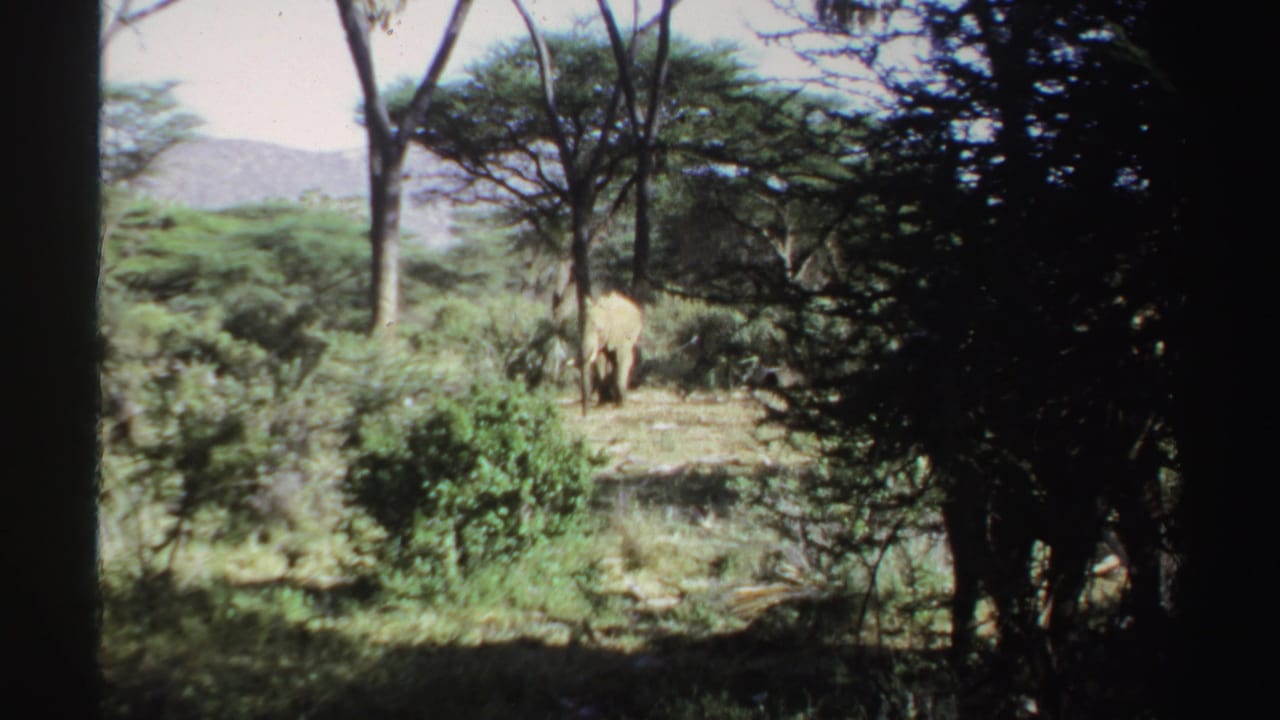 1969 Sudan wildlife frame with an elephant moving through savanna vegetation beneath tall trees.