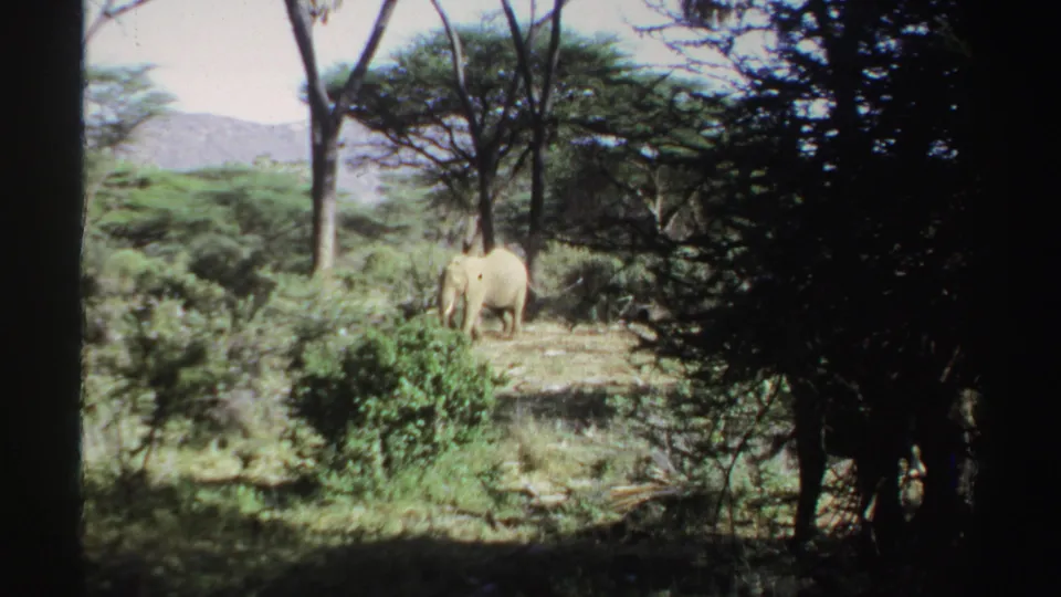 1969 Sudan frame showing an elephant moving through savanna greenery with dark foliage at the right edge.