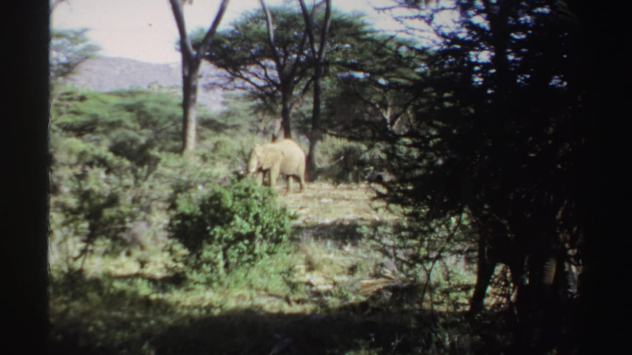 Distant elephant walking through green brush and trees with low hills behind.