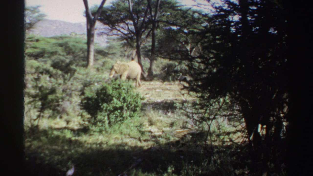 Elephant in Sudan archival home-movie footage seen across brush, with trees and low hills in the background.
