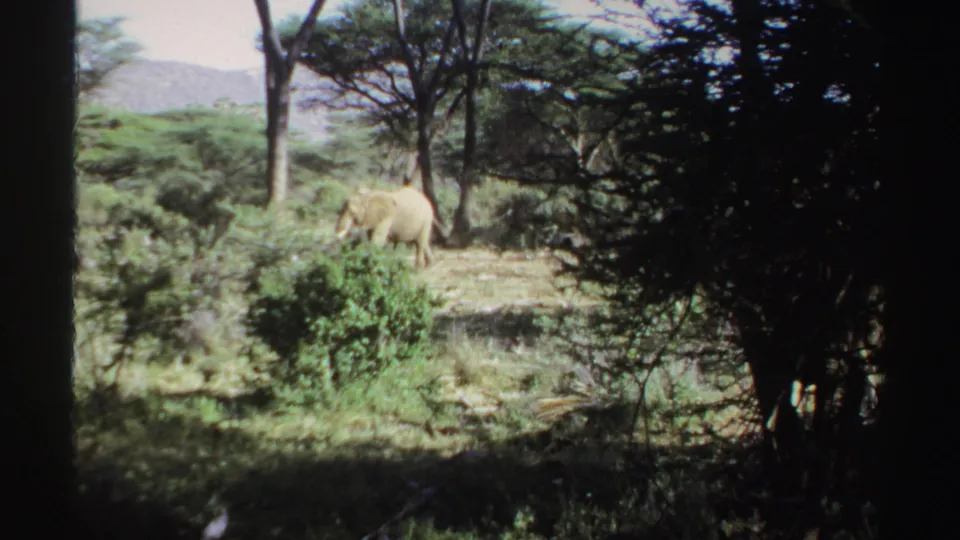 Elephant in Sudan archival home-movie footage seen across brush, with trees and low hills in the background.