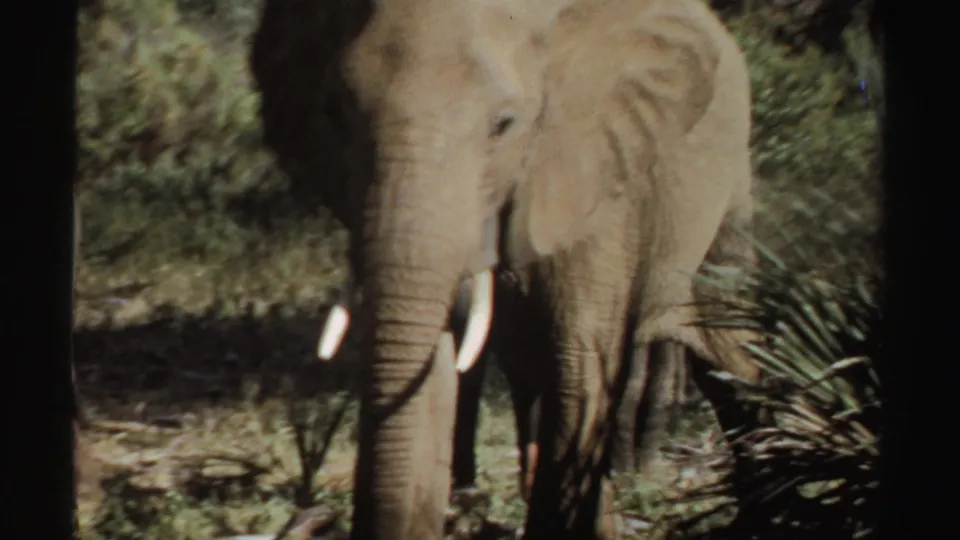 Close 8mm view of an elephant's head, ears, trunk, and tusks in 1969 Sudan wildlife footage.