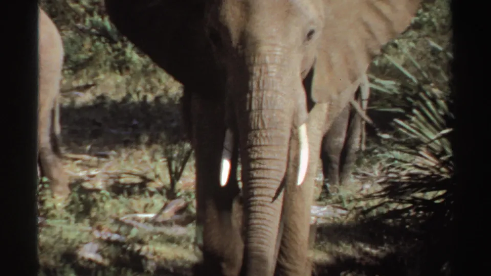 Close frontal view of an elephant with tusks and trunk visible in 1969 Sudan archival home-movie footage.