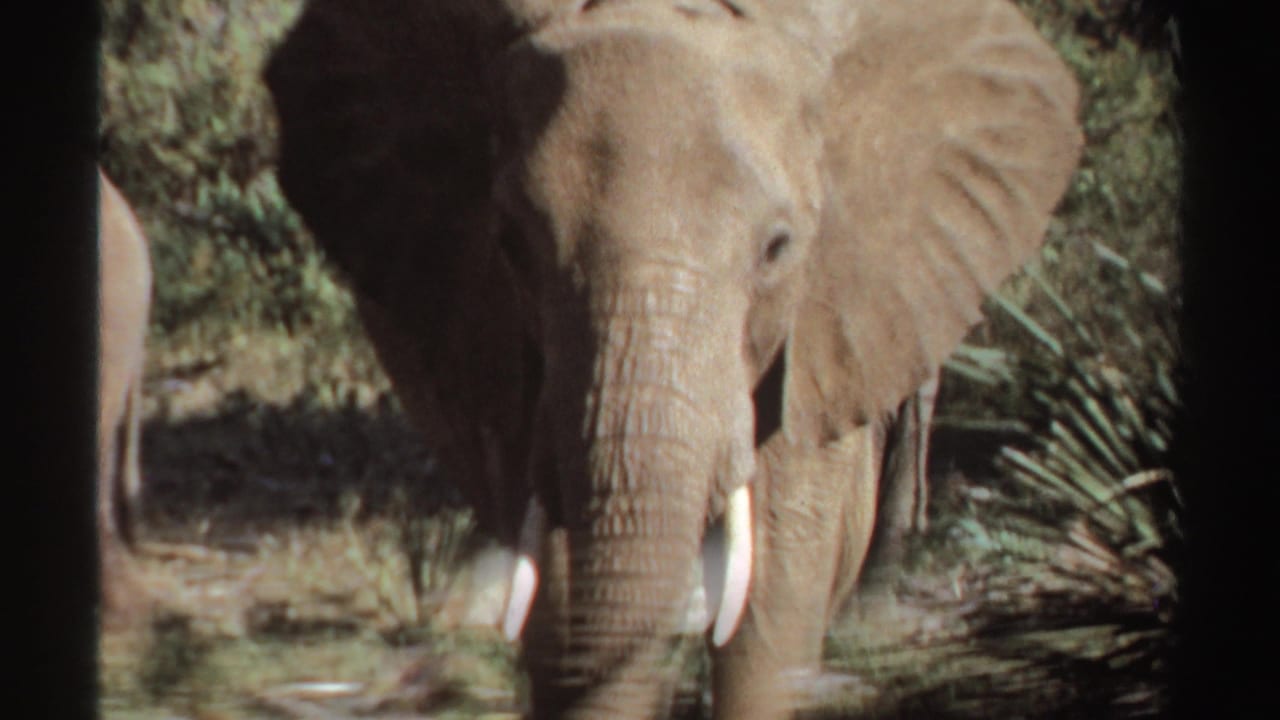 Tusked elephant facing the camera in dry grass and shrubs.