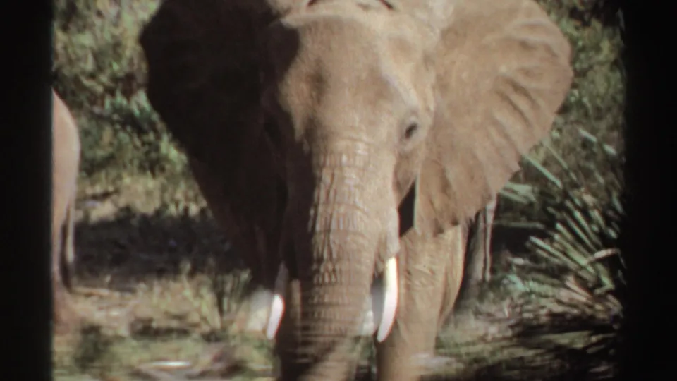 1969 Sudan 8mm frame of an African elephant with visible tusks standing in sun-dappled grassland.