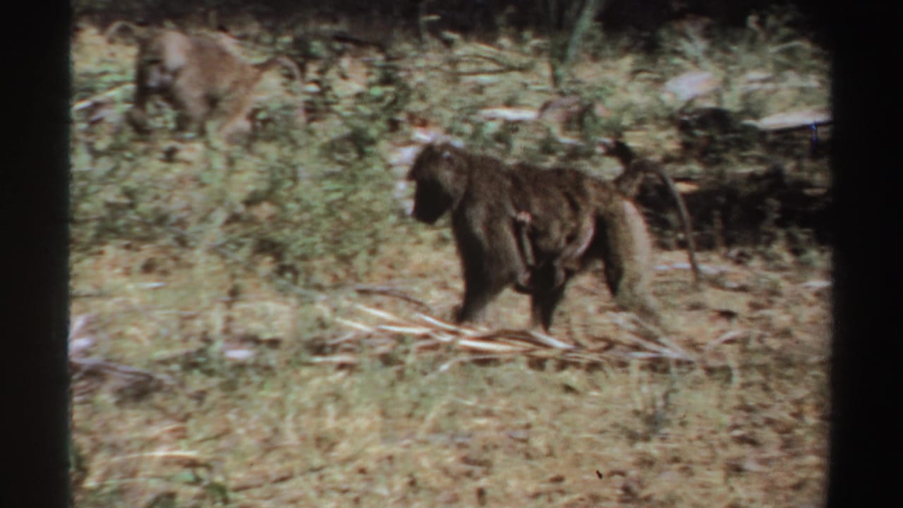 1969 Sudan 8mm frame showing a baboon moving across dry grassland and low vegetation.