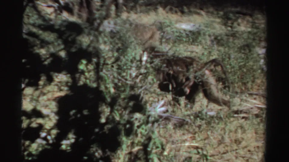 1969 Sudan 8mm frame of a baboon moving through shaded shrubs and dry grass.