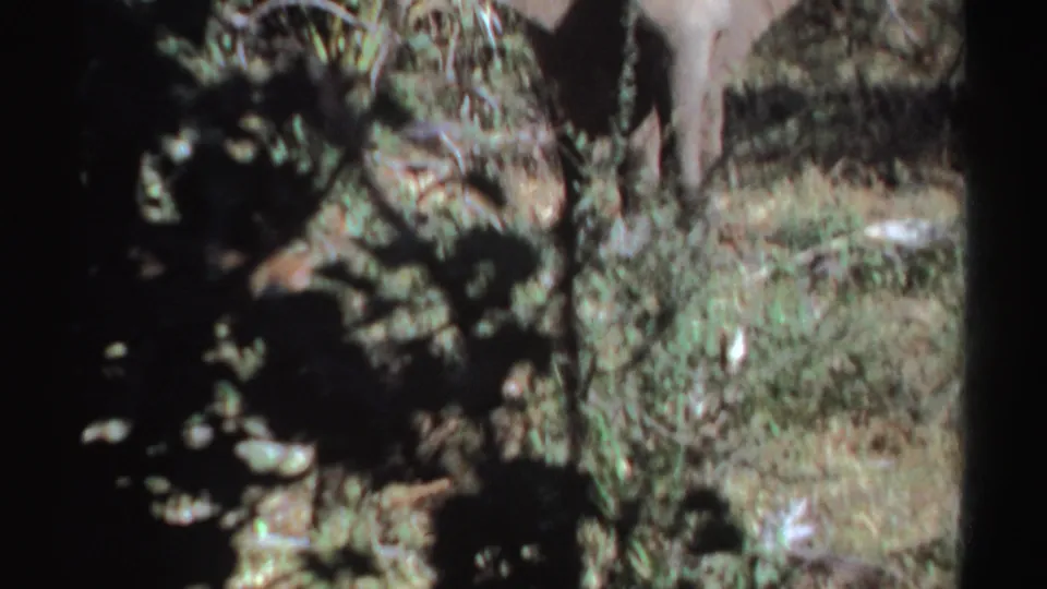 1969 Sudan 8mm frame with part of an elephant visible behind dark foreground foliage and grass.