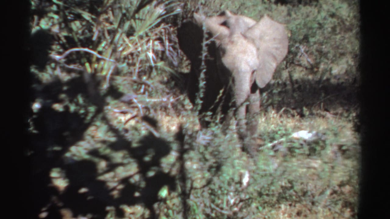 Young elephant calf facing forward among tall grass and shrubs.