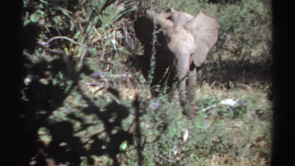 1969 Sudan 8mm frame showing a young elephant calf walking toward the camera through tall grass and dense shrubs.