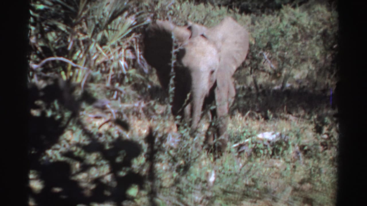 1969 Sudan wildlife frame with an elephant calf moving through scrub vegetation, its ears spread in the sunlight.
