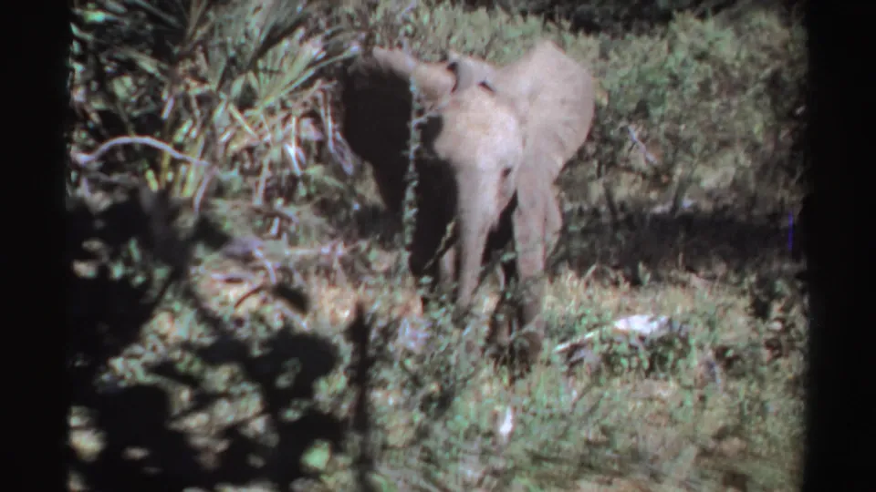 1969 Sudan wildlife frame with an elephant calf moving through scrub vegetation, its ears spread in the sunlight.