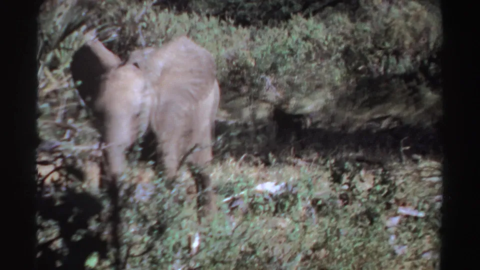 1969 Sudan 8mm frame showing the rear view of a young elephant calf walking away through tall grass.