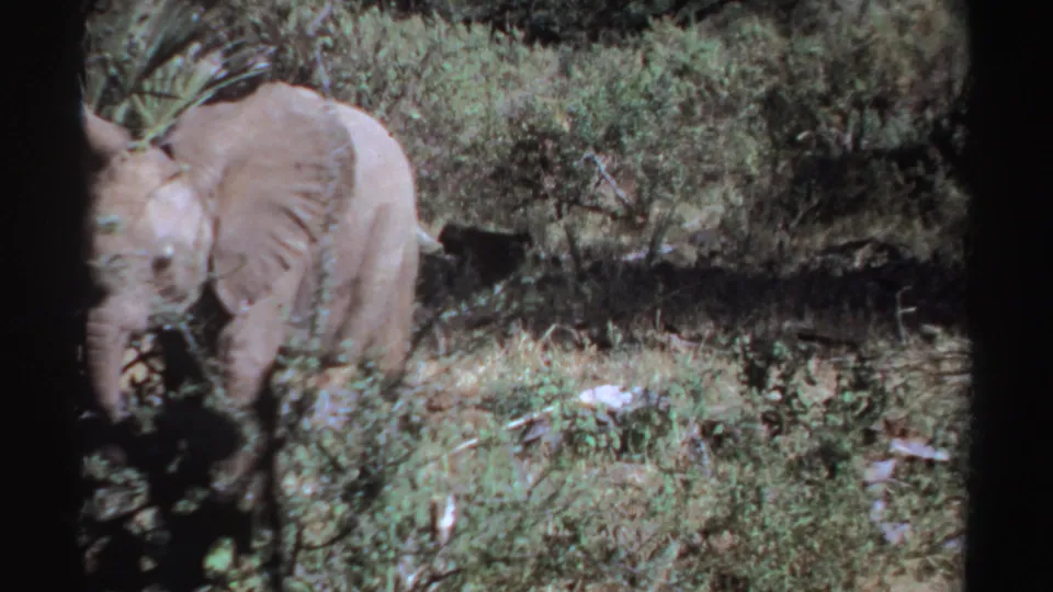 1969 Sudan frame of a young elephant calf in side view, walking through grass and low shrubs on 8mm film.