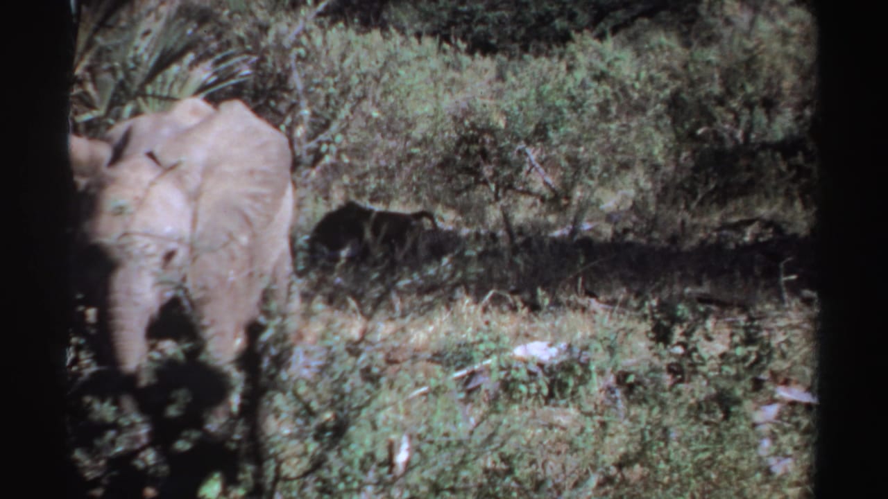 Elephant partly visible at the left edge, walking through dense green brush.