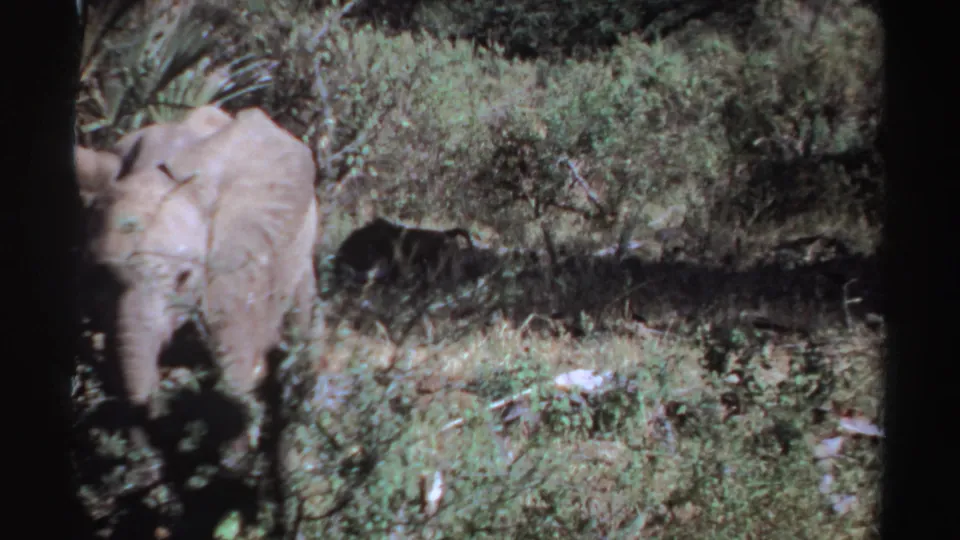 1969 Sudan 8mm frame with a gray elephant partly cropped at left, moving through sunlit woodland foliage.