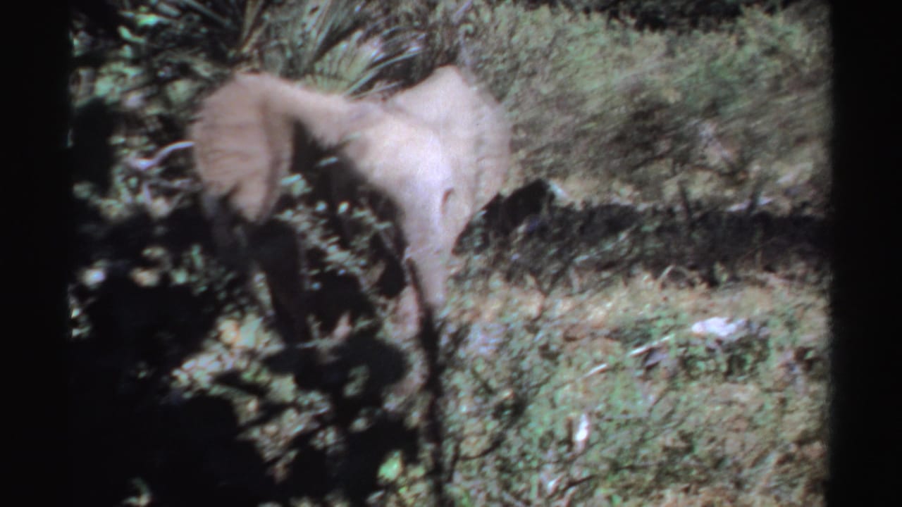 1969 Sudan wildlife frame showing a gray elephant facing forward, ears spread, partly obscured by woodland vegetation.