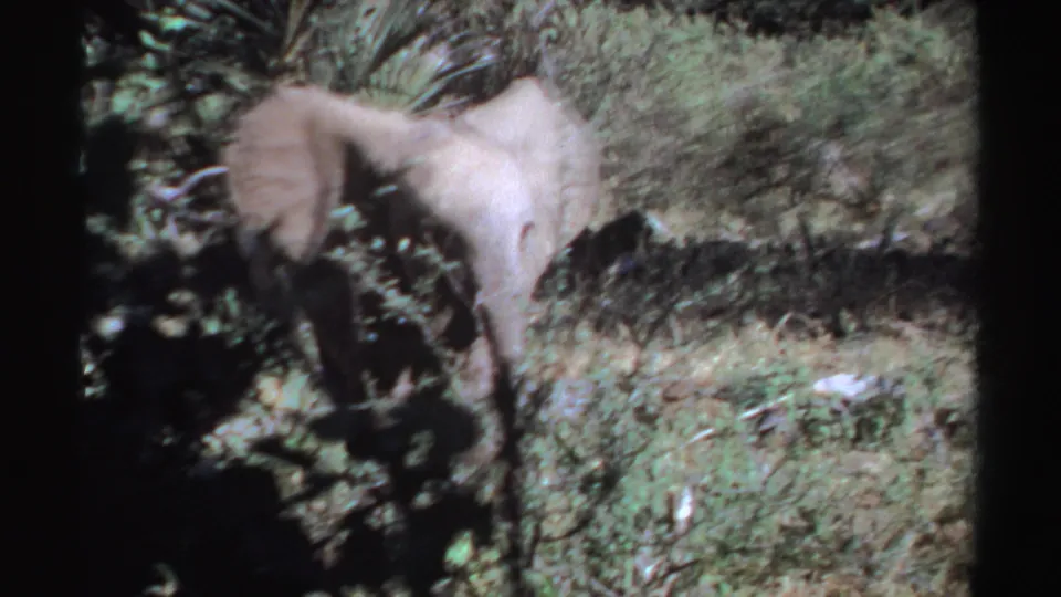 1969 Sudan wildlife frame showing a gray elephant facing forward, ears spread, partly obscured by woodland vegetation.