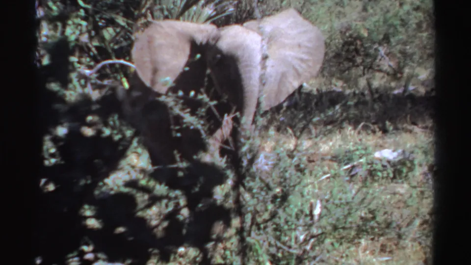 1969 Sudan 8mm frame of an elephant partly hidden by dark foreground branches, with broad ears visible in woodland light.