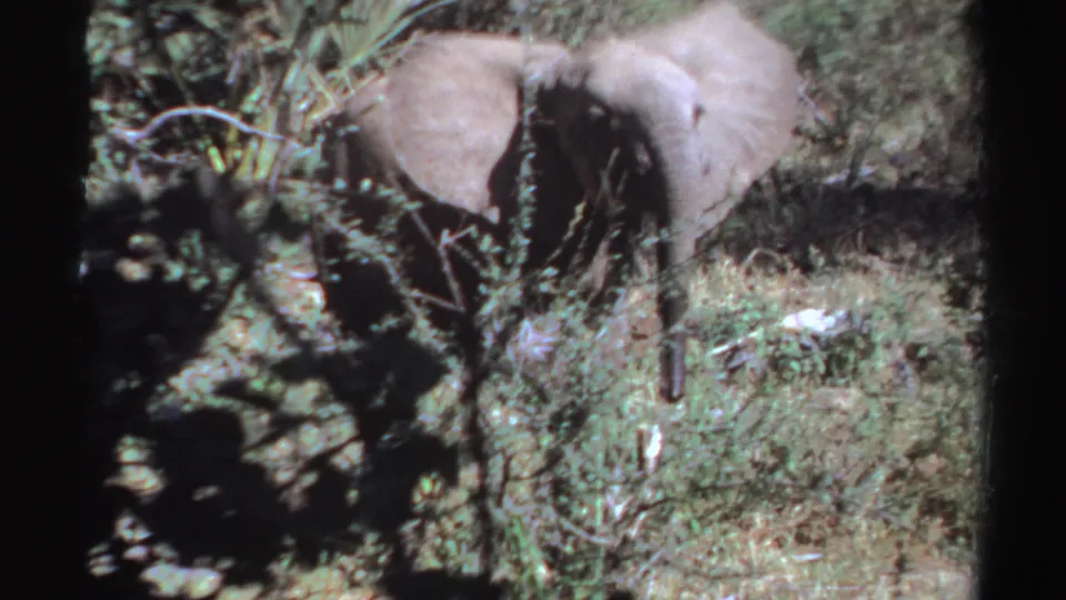 1969 Sudan home-movie frame with an elephant moving behind branches and shrubs, partly shadowed by foreground vegetation.